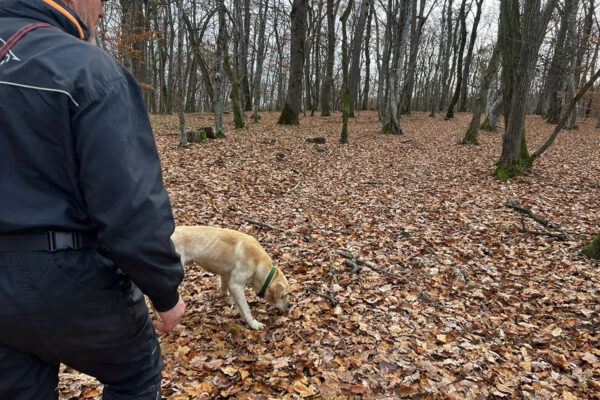 Contribuția serviciilor de dresaj canin în îndeplinirea obiectivelor proiectului „Implementarea  Planului național de acțiune pentru conservarea populației de urs brun din România”