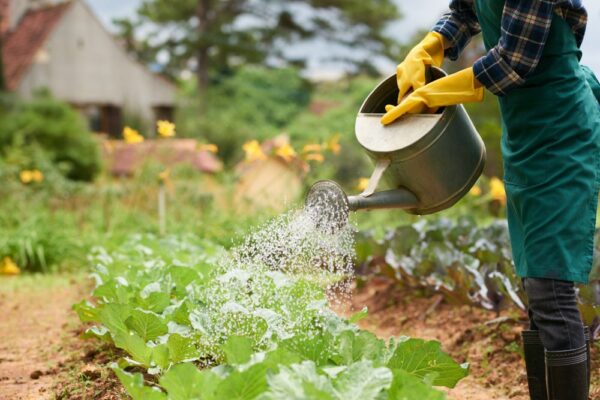 Cum să alegi plantele potrivite pentru grădina ta