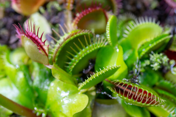 Planta carnivora Dionaea muscipula – o minune a naturii care te va fascina