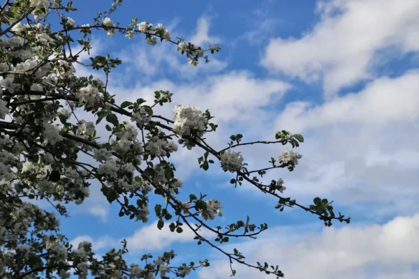 Prognoza meteo, 10 aprilie. Zonele din România în care va ploua. La ce valoare ajunge maxima zilei