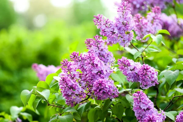 Totul despre liliac, floarea care îți parfumează grădina