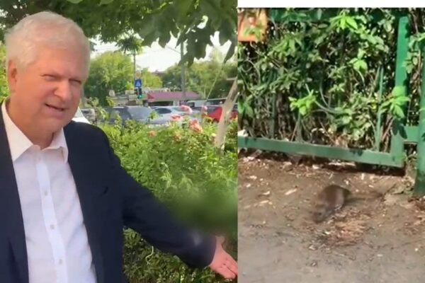 Candidatul Daniel Tudorache s-a întâlnit cu șobolanul, pe care Nicușor Dan nu-l vede