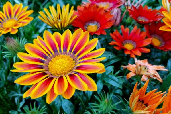 Cum să crești Gazania. Îngrijire, înmulțire, boli și dăunători