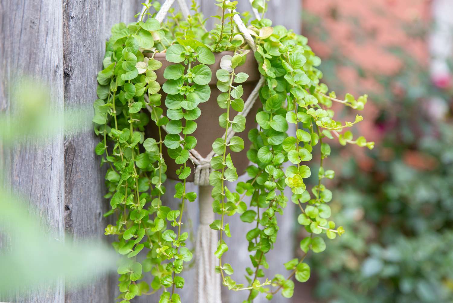 Plante curgătoare