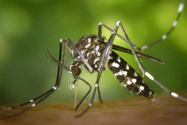 Alertă în România: ţânţarul tigru a ajuns la noi în ţară. Provoacă febra dengue, o boală care poate fi mortală