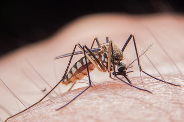 Alertă în București. Țânțari cu virusul West Nile depistați în 4 Sectoare. Cum te aperi?