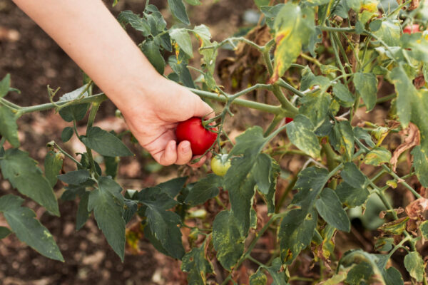 Cum să combați eficient fuzarioza la tomate și să obții recolte sănătoase