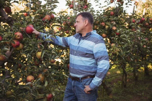 Stropirea pomilor după culegerea fructelor: Ghid pentru tratamentele de toamnă