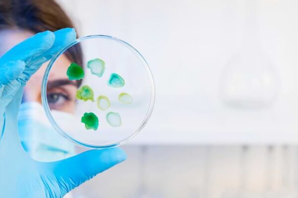 Terapie cu celule stem: ce este și ce rol are în tratamentul cancerului
