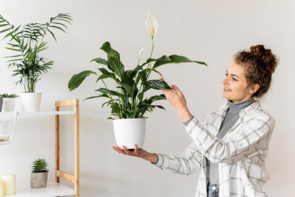 Plante de apartament ușor de întreținut