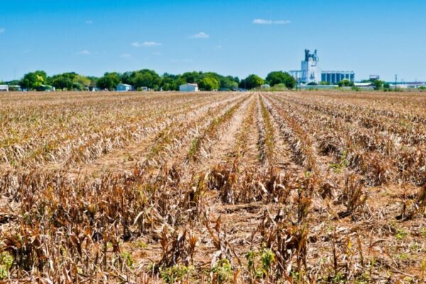 Sprijin financiar de urgenţă pentru agricultorii afectaţi de seceta în 2025. Plăţile vor fi efectuate până la sfârşitul anului